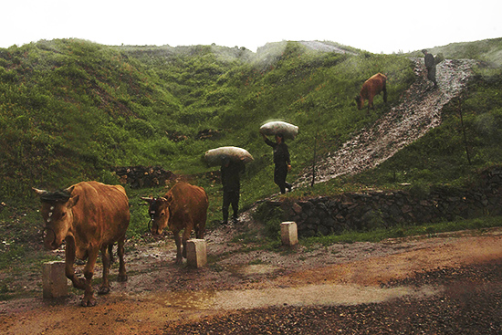 사진은 같은 달 16일 양강도 혜산시 인근에서 찍은 것으로 농부들이 가축을 몰고 빗속을 이동하고 있는 모습./AP 뉴시스