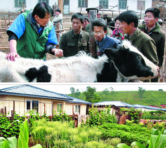 국제구호단체 굿네이버스 관계자가 평양 구빈리 협동농장에서 북한 주민들에게 젖소 사육 방법을 알려주고 있다(위 사진). 남북나눔운동이 황해도 봉산군 천덕리에 들어가 지어준 농촌 주택 400채는 집집이 텃밭이 딸려 있는 구조로 설계해 주민들의 자립에 도움이 되도록 배려했다(아래 사진). /굿네이버스 제공·남북나눔운동 제공