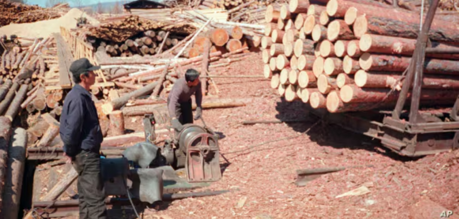 지난 2003년 5월 러시아 극동 아무르주 자린그라의 제재소에서 북한 벌목공들이 일하고 있다.